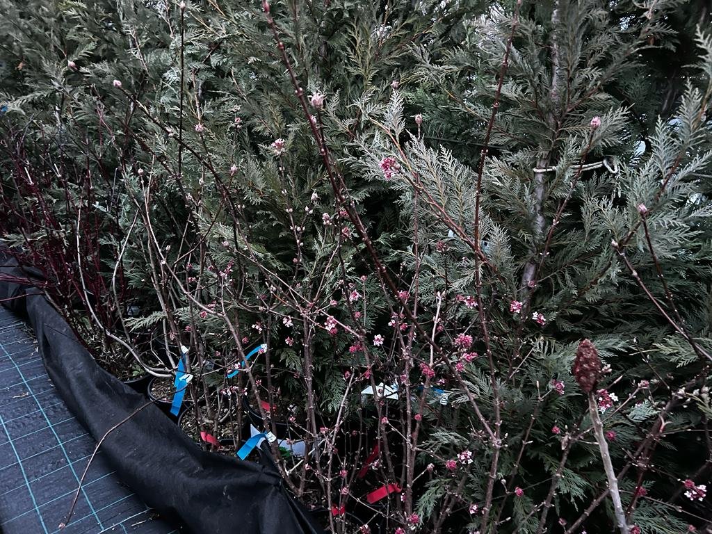 Iarna, ca primăvara! Au înflorit arbuștii la garden center-ul de pe Calea Turzii