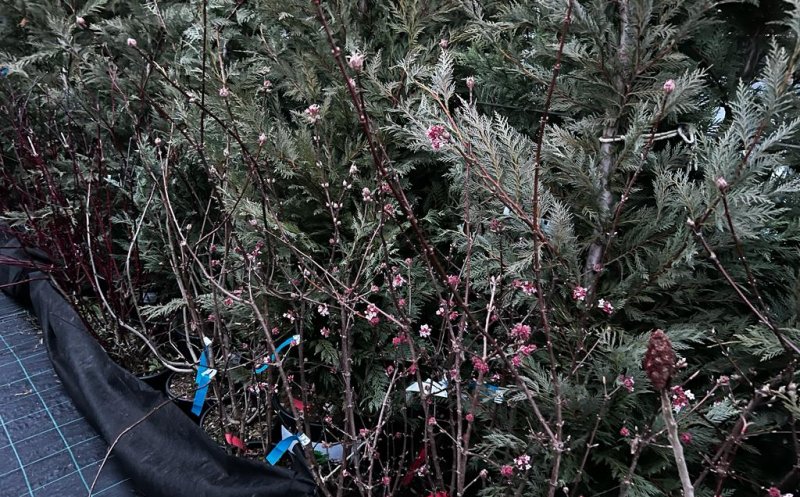 Iarna, ca primăvara! Au înflorit arbuștii la garden center-ul de pe Calea Turzii