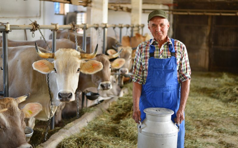UE ajută crescătorii de bovine cu 44 mil. euro. Cât poate primi fiecare beneficiar