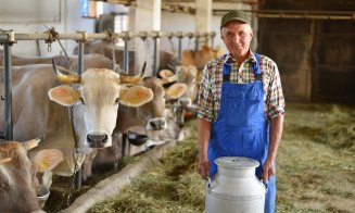 UE ajută crescătorii de bovine cu 44 mil. euro. Cât poate primi fiecare beneficiar