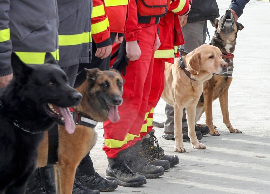 Câinii eroi din România care au plecat în Turcia să salveze victime prinse sub dărâmături după cutremur