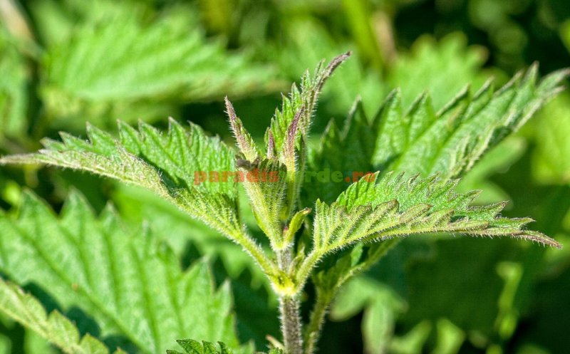 Plante de ajutor în retenţia de apă