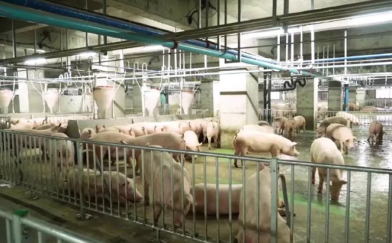 Risc epidemic în cea mai mare fermă de porci din lume. Animalele sunt crescute într-un zgârie-nori: „Dacă o boală intră înăuntru, poate exploda ca un incendiu”