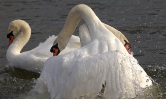 Bătaie înainte de Dragobete pentru inima unei... lebede