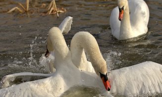 Bătaie înainte de Dragobete pentru inima unei... lebede