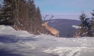 Imagini INEDITE! Un râs și mai mulți cerbi, surprinși de camere în Apuseni