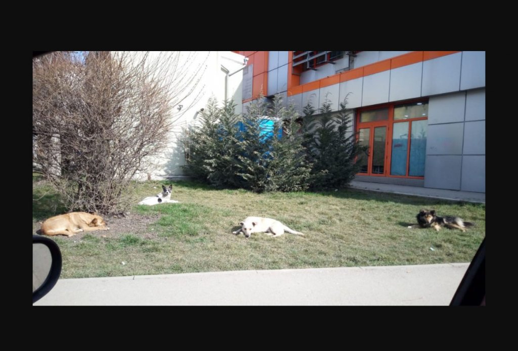 Haitele de câini, la vânătoare în Turda: "E mai rău decât în Vestul Sălbatic! NIMENI nu face NIMIC"