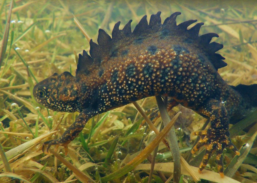 "Balaur" în miniatură :) Surprins în mediul natural din judeţul Cluj