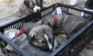 Campanie de sterilizare gratuită a câinilor din Florești. Cum se procedează