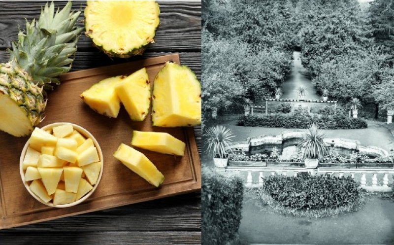Ananasul era cultivat în Transilvania, în urmă cu 200 de ani