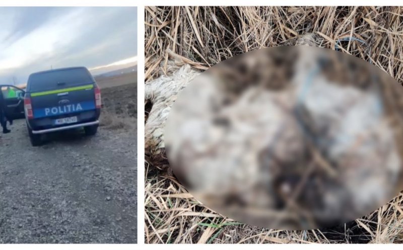Cruzime fără margini la Cluj! Câine găsit mort pe marginea drumului. Era legat de picioare