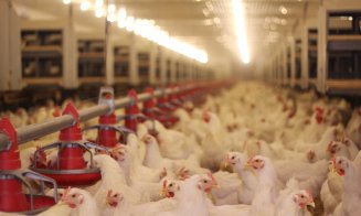 Un producător de carne din Cluj face economii la curent cu becuri de 500.000 de euro