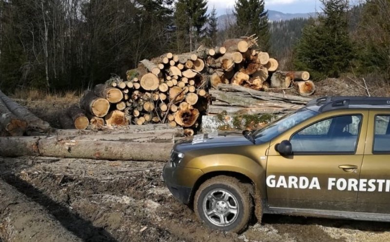 Deputaţii au adoptat un proiect prin care este înfiinţată Garda Forestieră Naţională, prin reorganizarea actualelor Gărzi forestiere