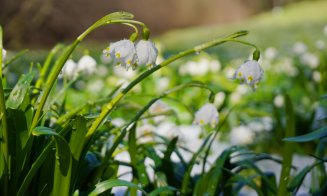 Primăvara a venit la Grădina Botanică din Cluj-Napoca