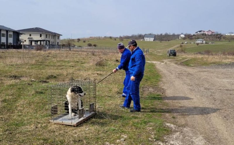 4 câini vagabonzi, ridicați din Cluj-Napoca