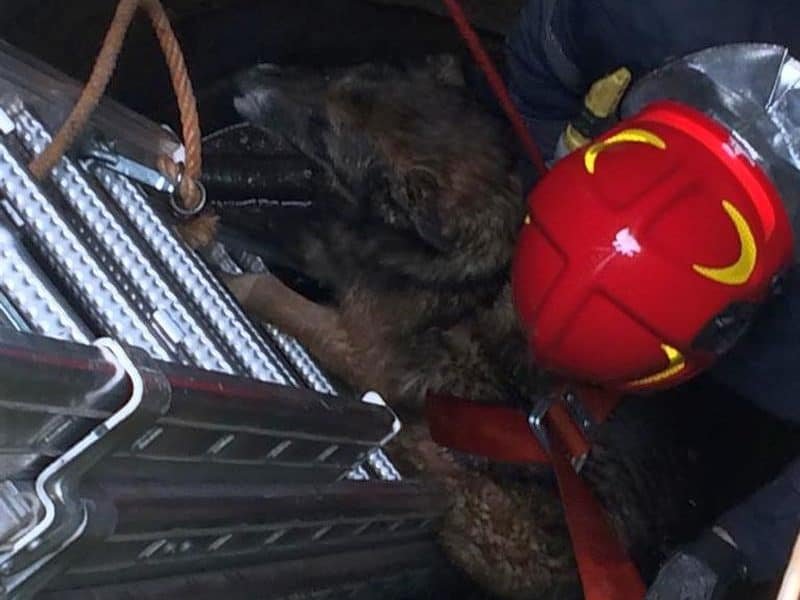 Operațiune de salvare a pompierilor clujeni. Câine, recuperat dintr-un canal