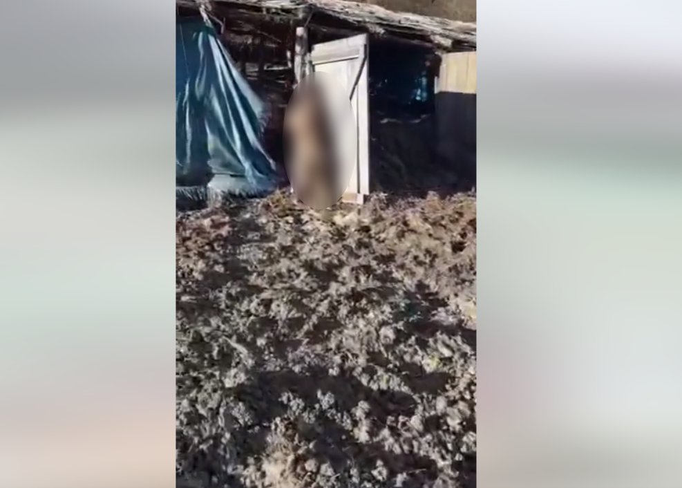 Scene de groază la o fermă! Câine spânzurat, animale în putrefacție și condiții greu de imaginat