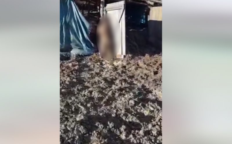 Scene de groază la o fermă! Câine spânzurat, animale în putrefacție și condiții greu de imaginat
