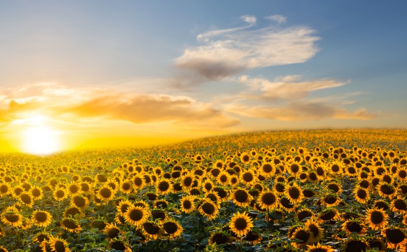 Suntem primii în Europa. România, lider la producția de floarea soarelui din UE