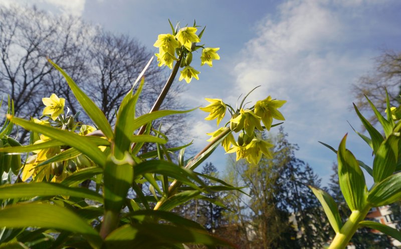 Grădina Botanică din Cluj-Napoca are un nou program de vizitare. Cât costă biletele