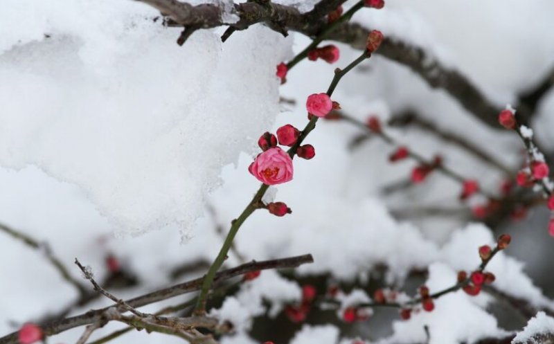 Aprilie cu frig și zăpadă? Nu e nimic nou! TOPUL anilor cu cele mai reci luni aprilie în România, cu minime de până la -26ºC