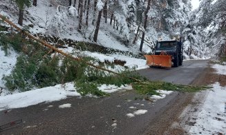 Copac căzut pe un drum județean din Cluj! S-a intervenit imediat