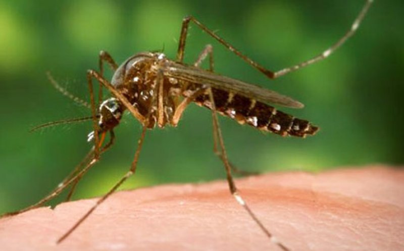 ALERTĂ! Risc de epidemii cauzate de țânțarii Aedes. Înțepăturile pot răspândi boli mortale și nu există vaccin