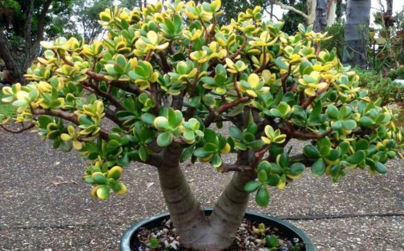 Planta pe care să o ai în casă de Paşti pentru noroc la bani