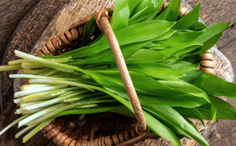 Leurda, planta medicinală vedetă a primăverii