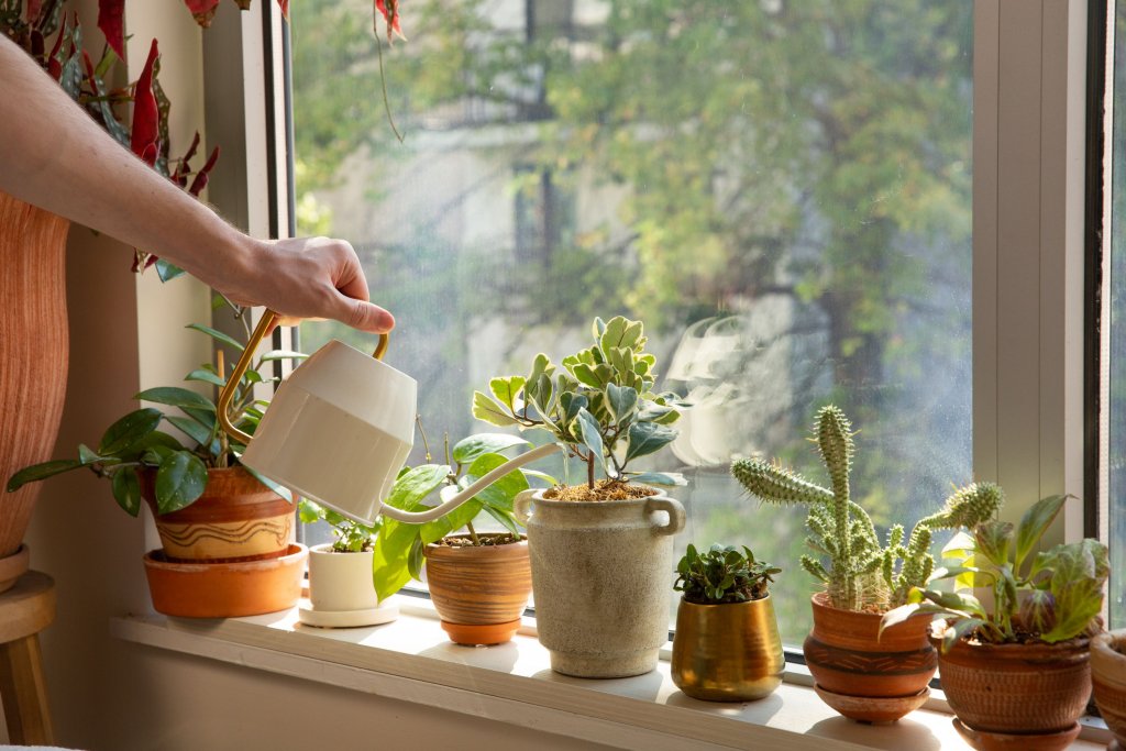 De ce să ai cât mai multe plante acasă sau la birou. Impactul asupra sănătății