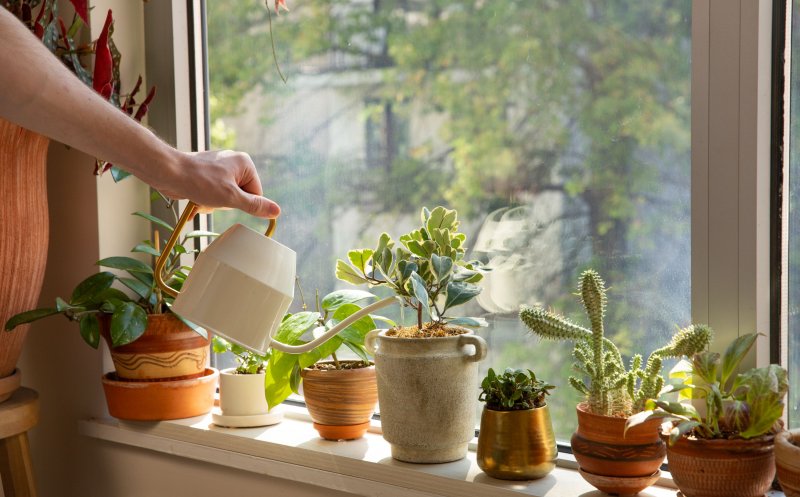 De ce să ai cât mai multe plante acasă sau la birou. Impactul asupra sănătății