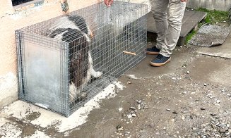 Țineți-vă câinii în curte! Altfel vi-i iau hingherii și mai și plătiți pentru a-i recupera