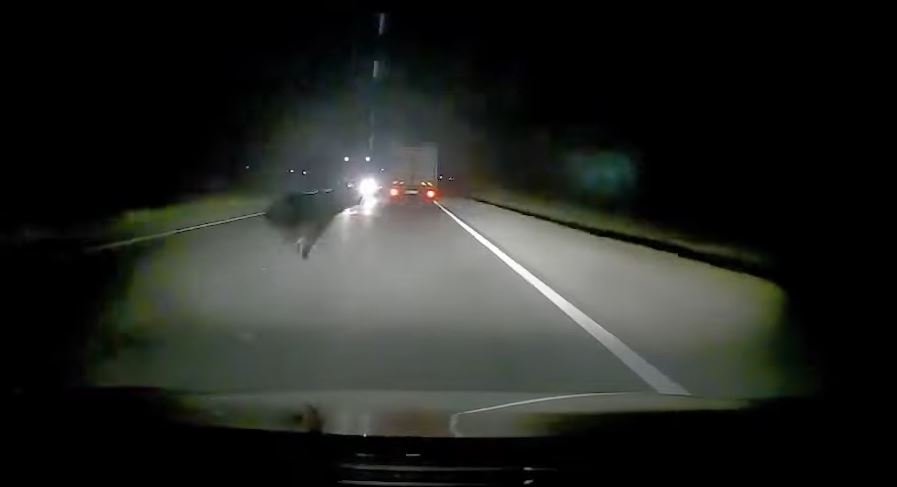 Urs lovit de mașină pe Cluj-Gherla. Animalul a apărut brusc pe șosea: Atenție, imagini cu puternic impact emoțional!