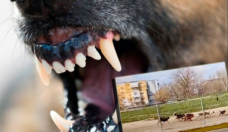 MAIDANEZII fac legea pe străzile din Turda / "Este o adevărată provocare să ies din bloc"