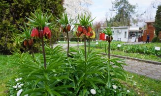 Plimbare printre flori, de Paști, în Grădina Botanică din Cluj-Napoca