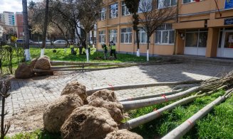 2.428 arbori cu balot de dimensiuni mari, plantați la Cluj-Napoca