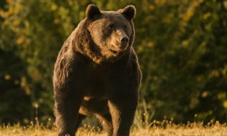 Urşi semnalați în localități din două județe vecine Clujului. Au fost emise mesaje Ro-Alert