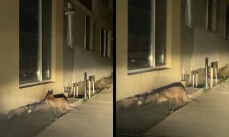 Vulpea, la plimbare printre blocurile din Florești / ”Înfometată și foarte amărâtă! Se apropie de oameni... Unde ar trebui să sunăm?”