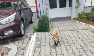 Vulpile, la plimbare zi şi noapte printre blocurile din Florești / ”Caută de mâncare. Se apropie foarte mult de oameni... ”