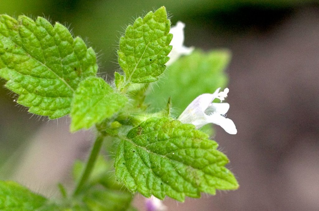O plantă, cât o farmacie! Salate, garnituri, ceaiuri, sucuri, smoothie-uri şi aromaterapie