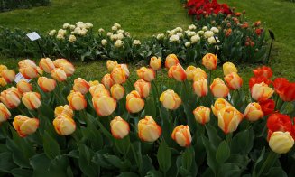 Paradisul lalelelor la Gradina Botanică din Cluj-Napoca. Program nou de 1 mai