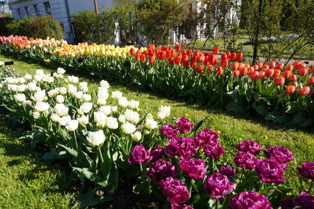 Ziua de Cluj | Paradisul lalelelor la Grădina Botanică din Cluj-Napoca.  Program nou de 1 mai