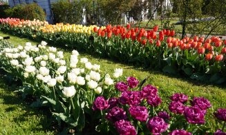 Paradisul lalelelor la Grădina Botanică din Cluj-Napoca. Program nou de 1 mai