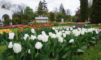 GRATIS pentru tineri la Grădina Botanică. Lalelele, spectacol de culoare