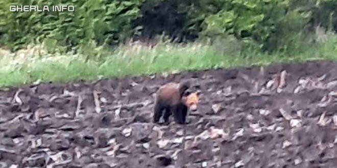 Urs fotografiat lângă o pădure din Cluj, plus tot mai multe urme semnalate de clujeni/ Un tăuraș a fost găsit sfâşiat