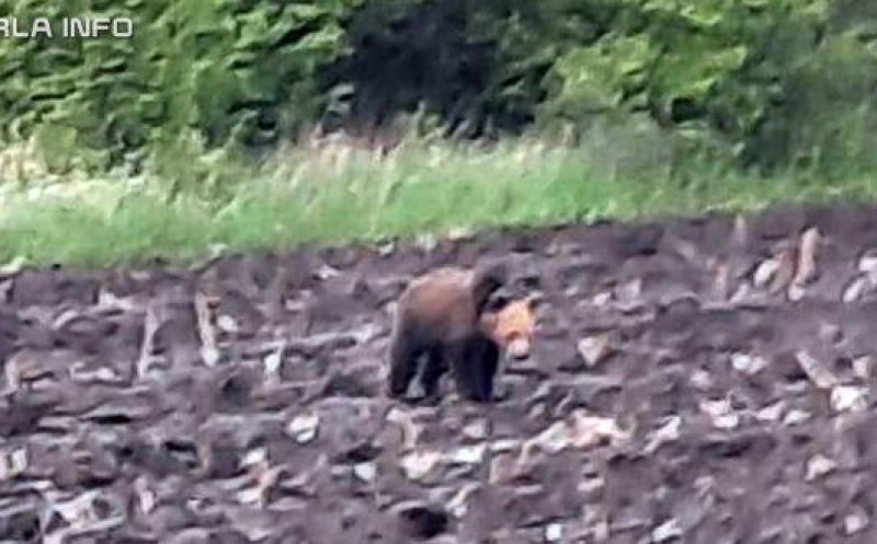 Urs fotografiat lângă o pădure din Cluj, plus tot mai multe urme semnalate de clujeni/ Un tăuraș a fost găsit sfâşiat