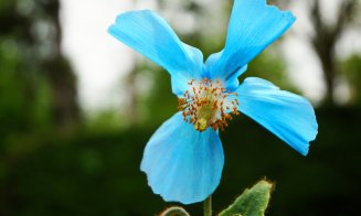 Maci albaștri și lalele tardive, în Grădina Botanică din Cluj-Napoca