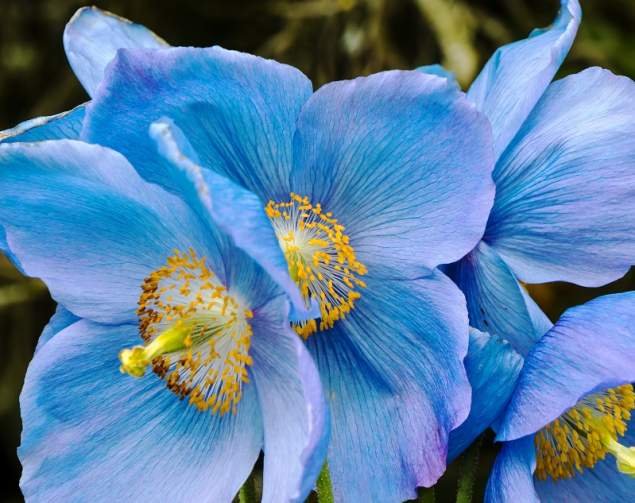 A înflorit macul albastru himalayan la Grădina Botanică din Cluj Napoca. Program de lucru în acest weekend