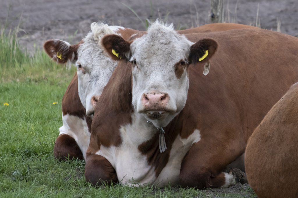 Crescătorii de vaci din România primesc peste 100 milioane lei de la APIA