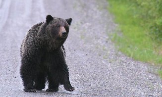Urs văzut pe şosea la Fizeșu Gherlii, în judeţul Cluj